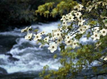 white flowering trees dogwood