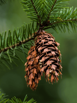 Weeping Larch For Sale Online | The Tree Center