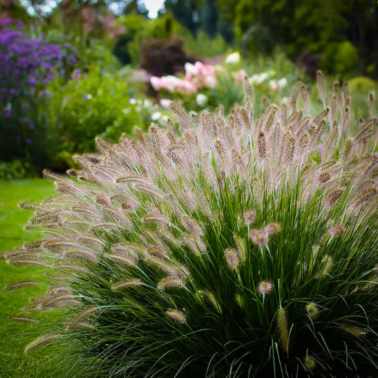 Dwarf Hameln Fountain Grass For Sale Online | The Tree Center™