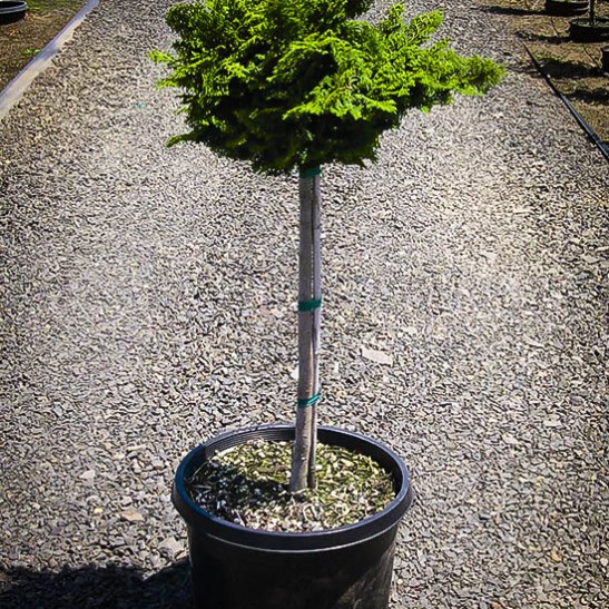 Dwarf Hinoki Cypress Tree For Sale Online | The Tree Center