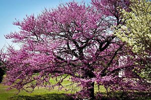 eastern-redbud-2