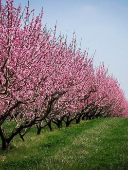 Belle of Georgia Peach Tree For Sale | The Tree Center™