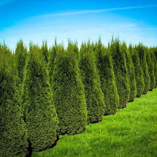 Emerald Green Arborvitae | Buy Emerald Thuja Online | The Tree Center