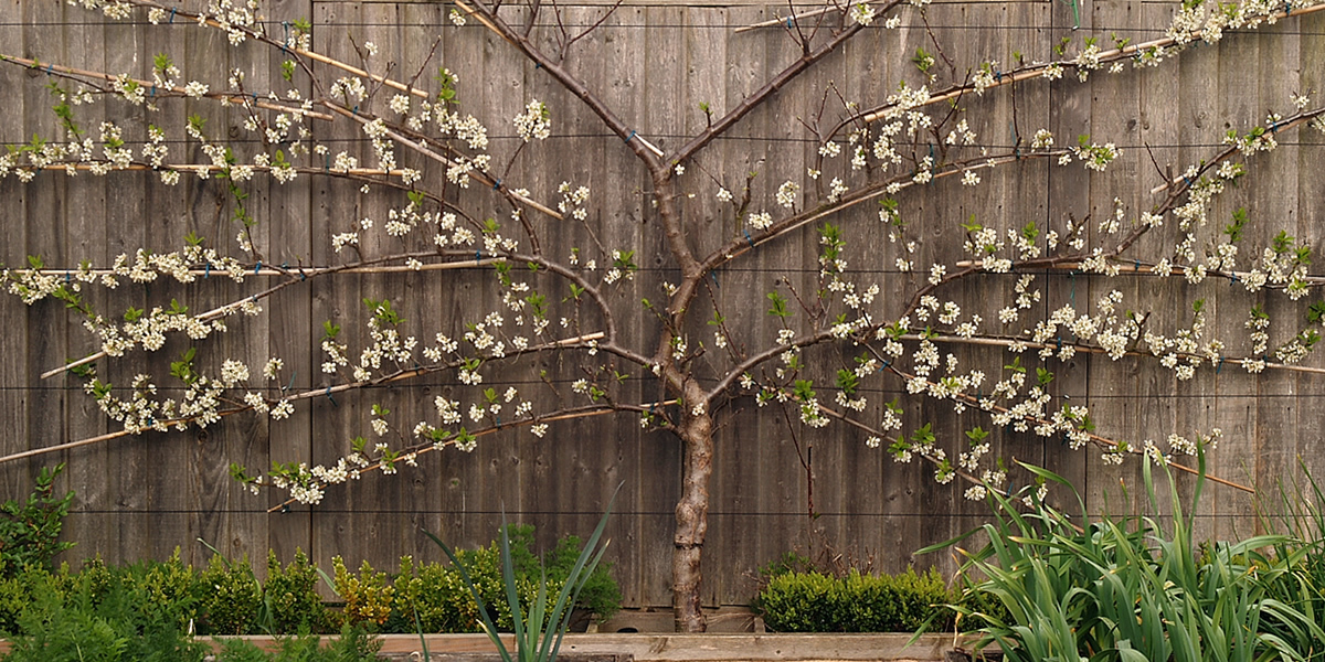 espalier-fig-tree