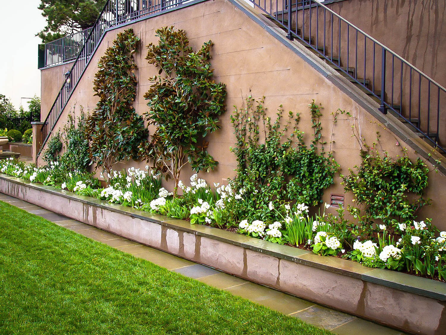 Espalier Magnolia Tree