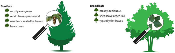 Evergreen vs. Deciduous Trees