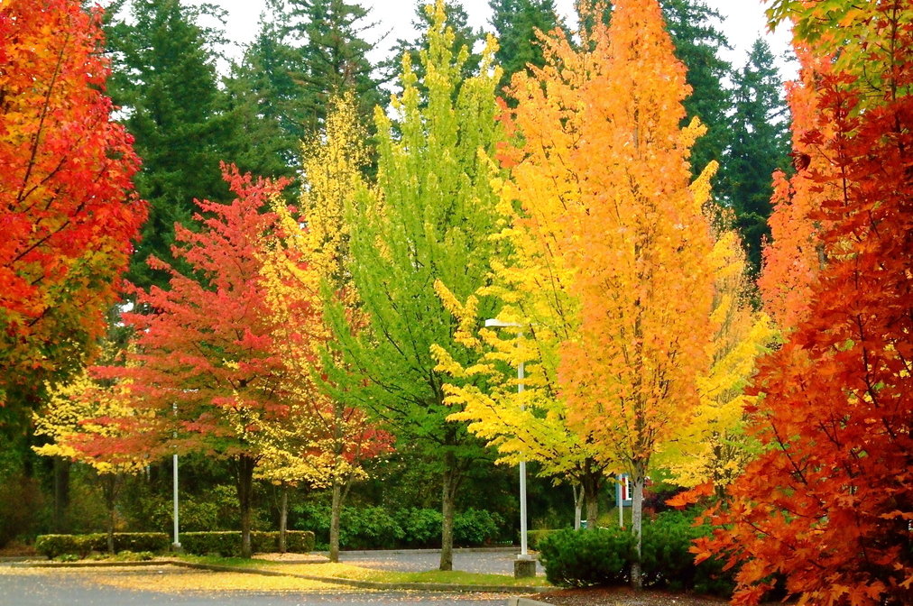 Spectacular Trees For Fall The Tree Center™