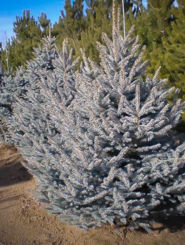 Columnar Blue Spruce | The Tree Center™