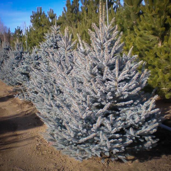 Colorado Blue Spruce For Sale Online The Tree Center