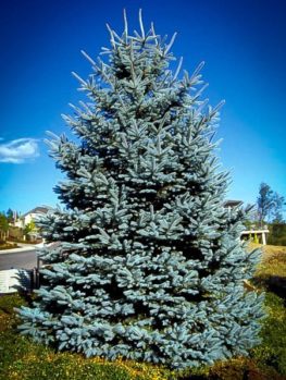 Dwarf Alberta Spruce For Sale Online | The Tree Center™