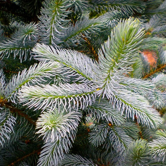 Colorado Blue Spruce For Sale Online | The Tree Center