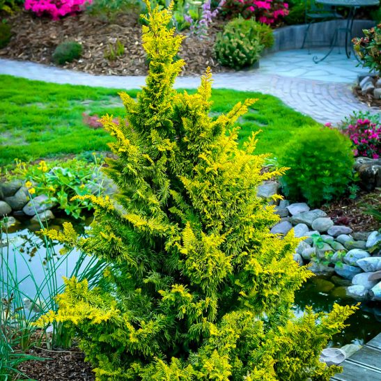 Fernspray Gold Hinoki Cypress Trees For Sale | The Tree Center™