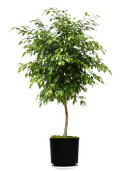 Long Leaf Ficus Tree | The Tree Center™