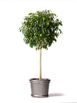 Long Leaf Ficus Tree | The Tree Center™