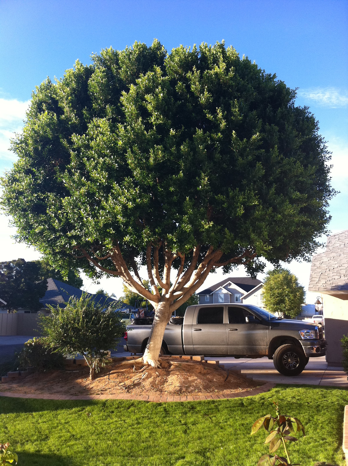 arizona ficus tree roots