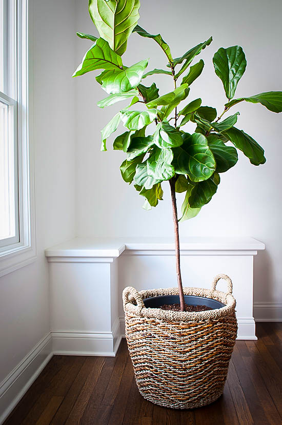 Fiddle Leaf Fig Tree For Sale Buy Fiddle Leaf Figs Ficus Lyrata