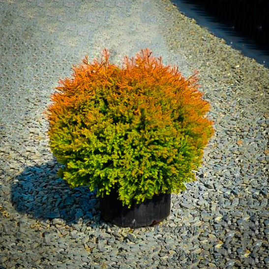 Fire Chief Arborvitae Trees For Sale Online | The Tree Center™