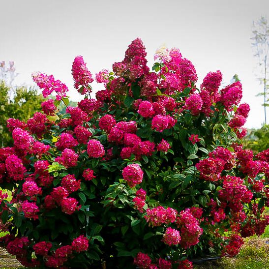 Firelight® Hydrangeas For Sale Online | The Tree Center™