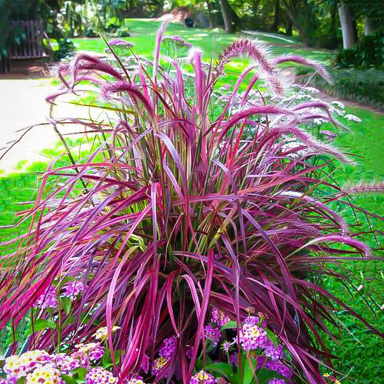 Fireworks Fountain Grass For Sale | The Tree Center™