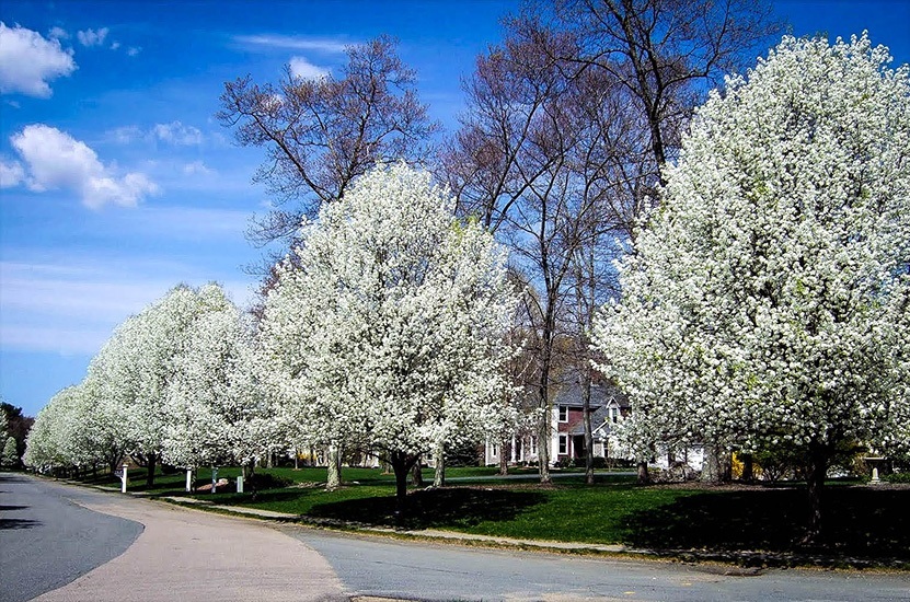 ornamental pear tree smell