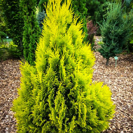 Forever Goldy Arborvitae Trees For Sale | The Tree Center™