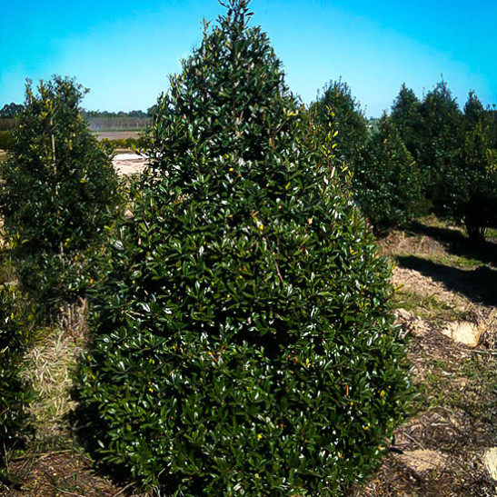 Foster Holly Trees For Sale Online | The Tree Center™