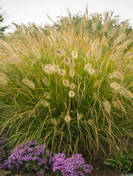 Buy Ornamental Grasses Online | The Tree Center™