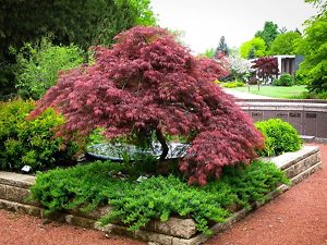 Image of Birch trees companion plant for Japanese maples