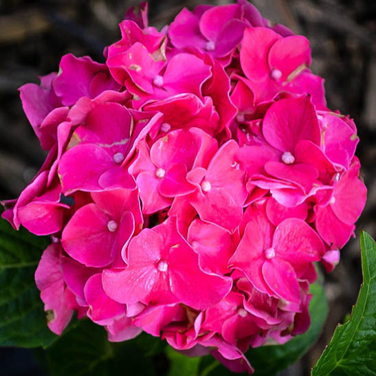 Glowing Embers Hydrangeas For Sale Online 