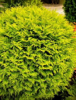 Hetz Midget Thuja For Sale Online | The Tree Center