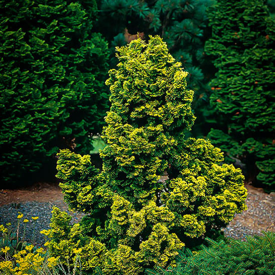 Hinoki Cypress Tree