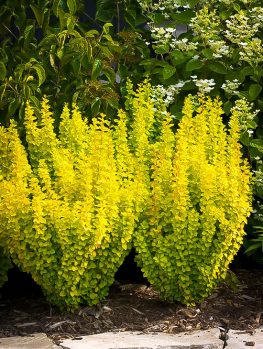 8/9 2/5 x Shrubs   Shrubs   Buy The Barberry Center Barberry Online Tree