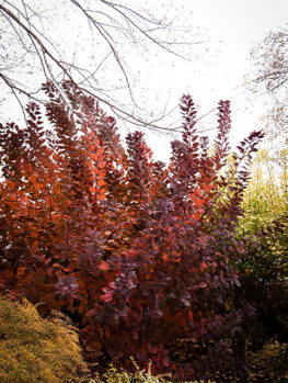 purple smoke tree