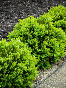 American Boxwood For Sale 