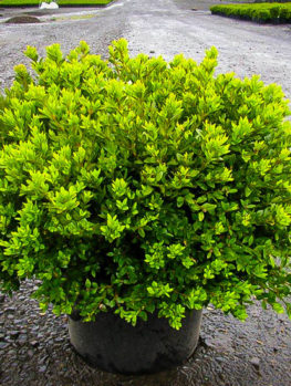 American Boxwood For Sale | The Tree Center™