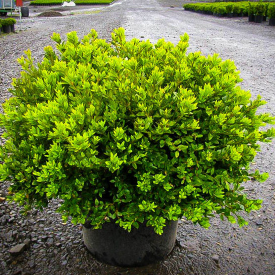 Green Velvet Boxwood Shrubs For Sale | The Tree Center™