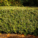 Gulftide Osmanthus Shrubs For Sale | The Tree Center™