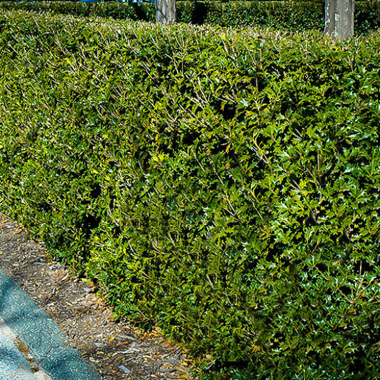 Gulftide Osmanthus Shrubs For Sale | The Tree Center™