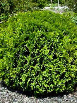 Arborvitae Trees for Sale | Buy Arborvitaes Online | The Tree Center