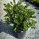 Dwarf Burford Holly Bushes For Sale | The Tree Center™