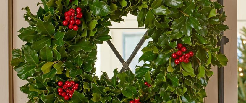 Holly – the Perfect Tree for Christmas | The Tree Center™