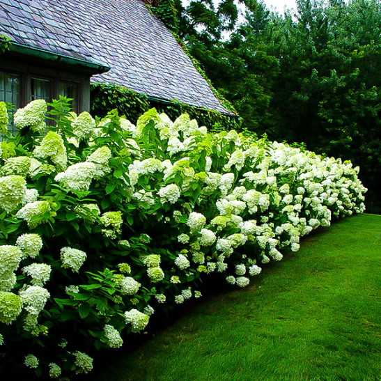 Limelight Hydrangea For Sale Online | The Tree Center