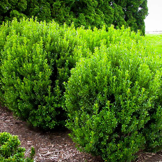 Compact Inkberry Holly For Sale Online | The Tree Center™