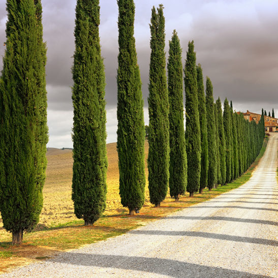 Italian Cypress For Sale Online | The Tree Center