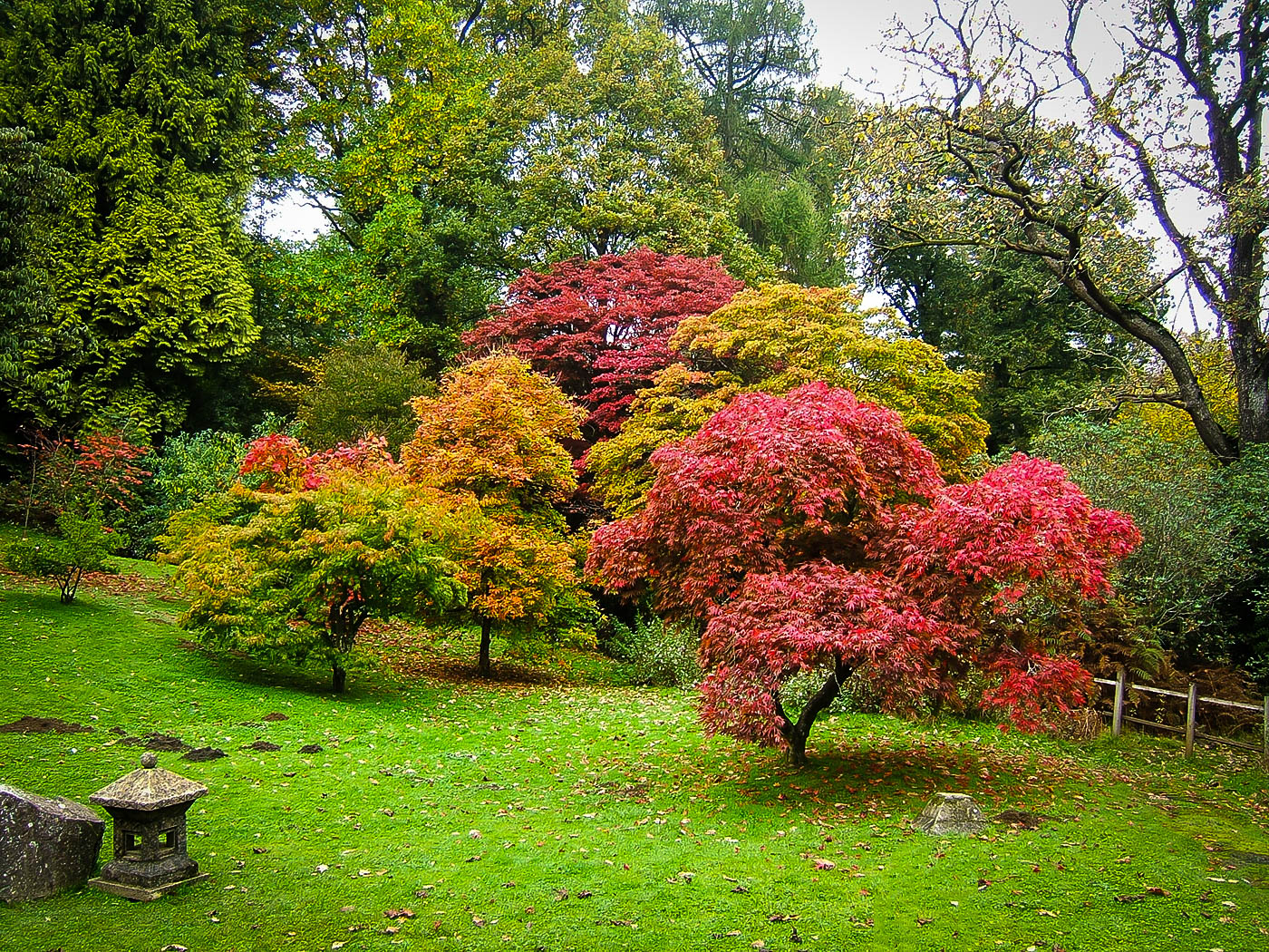 different types of japanese maple trees