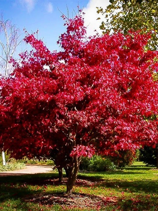 Garnet Japanese Maple | The Tree Center™