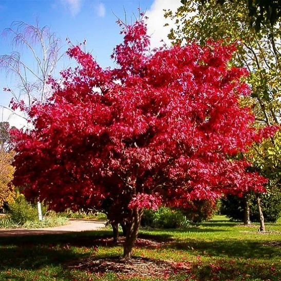 Osakazuki Japanese Maple For Sale Online | The Tree Center