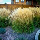 Karl Foerster Feather Reed Grass For Sale | The Tree Center™