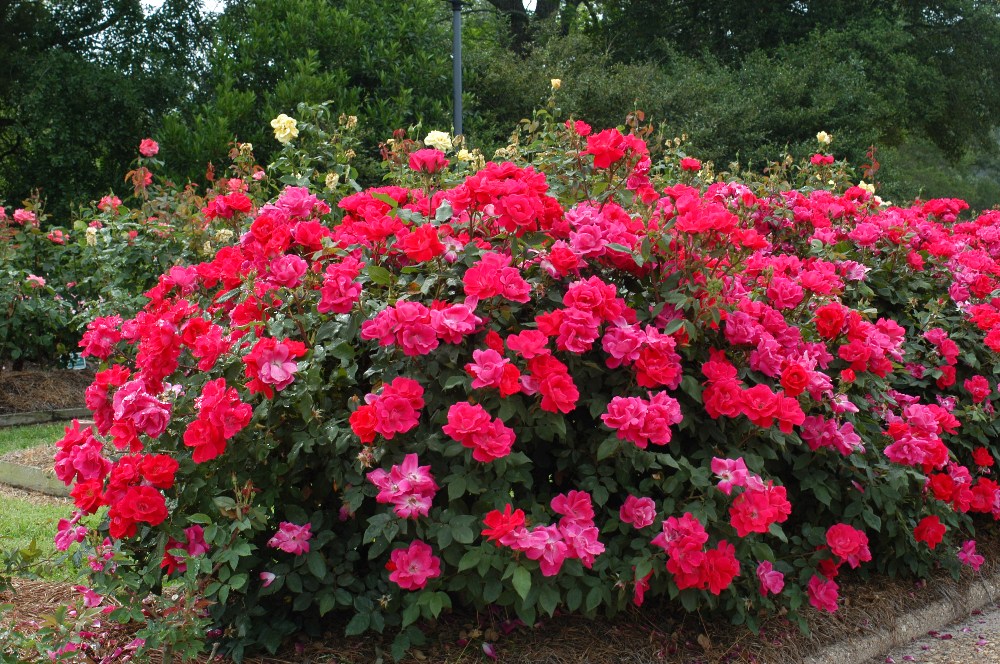 Image of Rosa Knock Out rose bush in garden