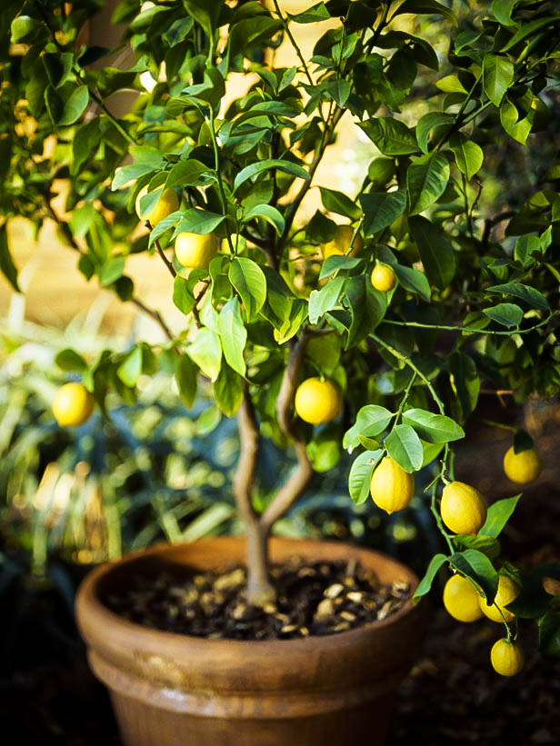 Dwarf Trees To Grow In Containers | The Tree Center™